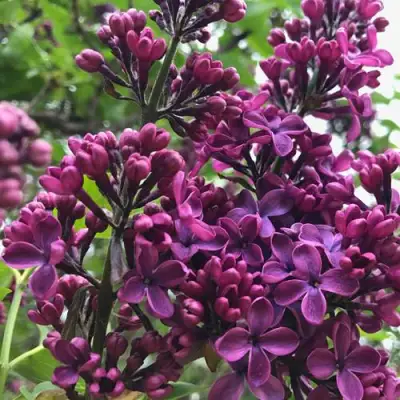 Сирень ЛЮДВИГ ШПЕТ в Рогачеве