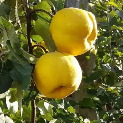 Айва МАРИЯ в Рогачеве