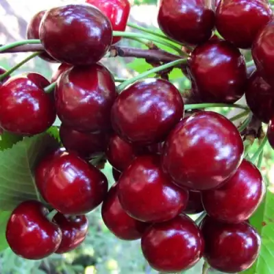 Вишня ЖУКОВСКАЯ в Рогачеве