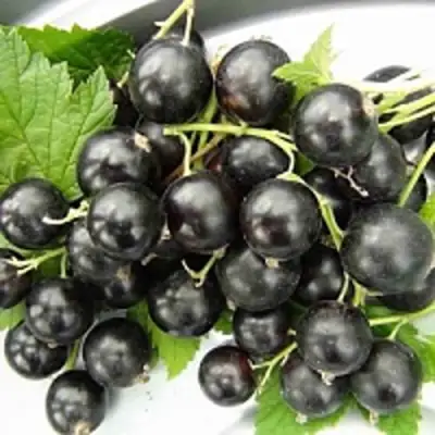 Смородина чёрная ТИТАНИЯ в Рогачеве