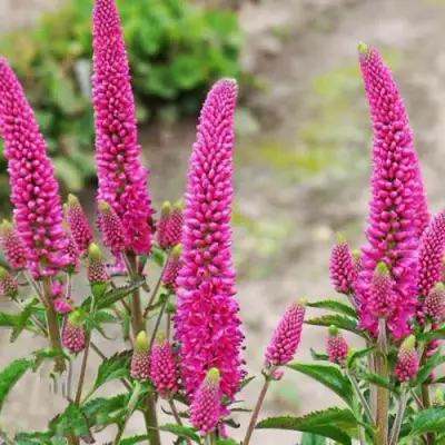 Вероника ФЕРСТ ЛАВ длиннолистная в Рогачеве