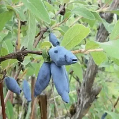 Жимолость съедобная ПУШКИНСКАЯ в Рогачеве