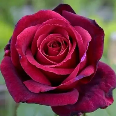 Роза ПАПА МЕЙЯН чайно-гибридная в Рогачеве