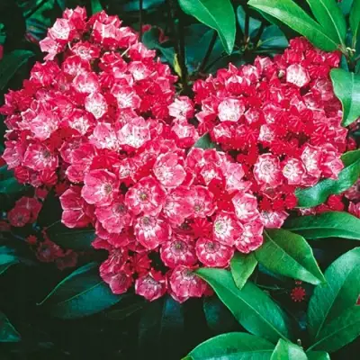 Кальмия КАРДИНАЛ в Рогачеве