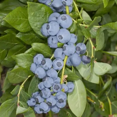 Голубика ЛИБЕРТИ в Рогачеве