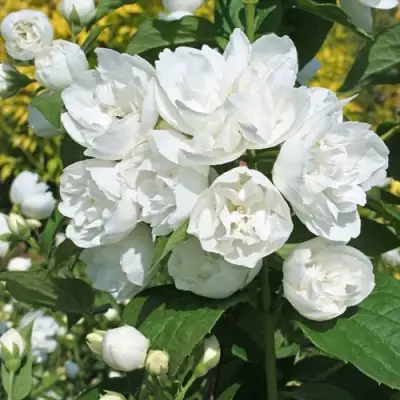 Жасмин махровый в Рогачеве