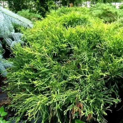 Кипарисовик ФИЛИФЕРА АУРЕА ВАРИЕГАТТА горохоплодный в Рогачеве