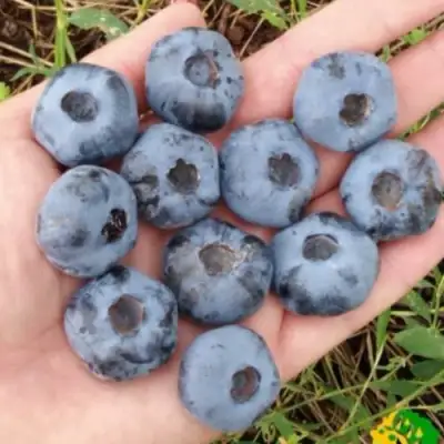 Голубика ЧАНДЛЕР в Рогачеве