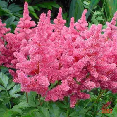 Астильба БОНН японская в Рогачеве