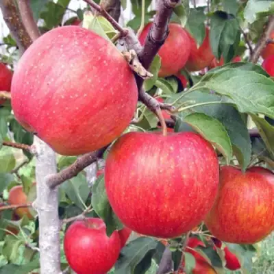 Яблоня ЖЕНЕВА (ЖЕНЕВА ЭРЛИ) в Рогачеве