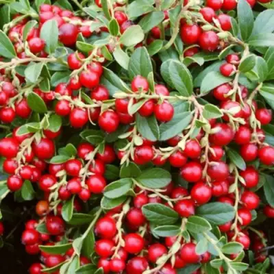 саженцы брусники