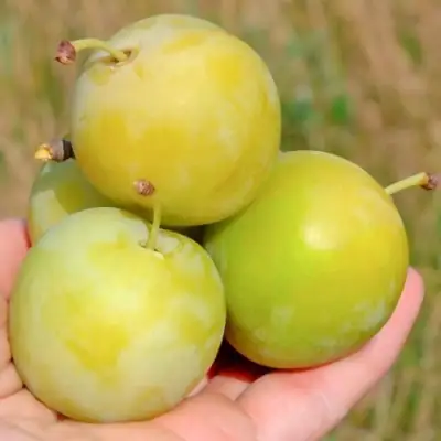 Слива РЕНКЛОД ранний в Рогачеве