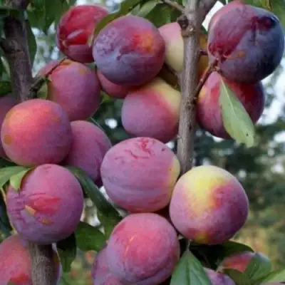 Слива ИМПЕРИАЛ колонновидная в Рогачеве