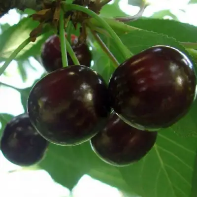 Дюк КСЕНИЯ (ЧЕРЕВИШНЯ) в Рогачеве