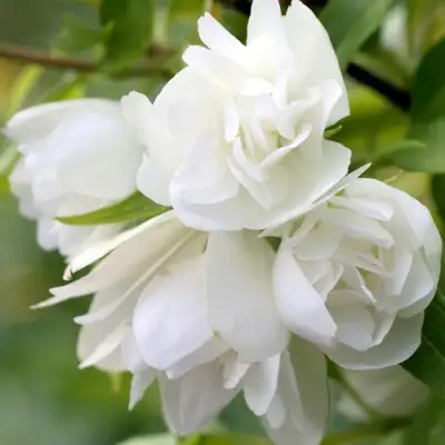 Жасмин МАНТО Д’ЭРМИН в Рогачеве