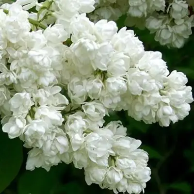 Сирень ПАМЯТЬ О КОЛЕСНИКОВЕ в Рогачеве