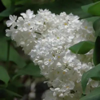 Сирень РУССКИЙ СЕВЕР в Рогачеве