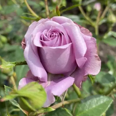 Роза БИЛОНА спрей в Рогачеве