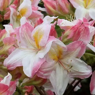 Азалия САТОМИ японская в Рогачеве