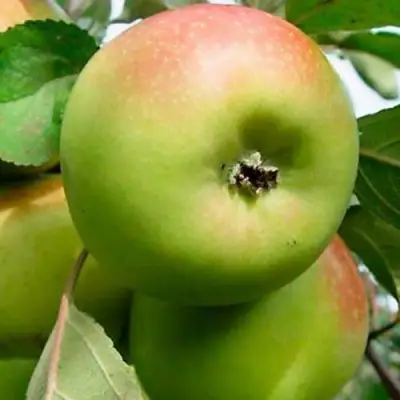 Яблоня БРАТ ЧУДНОГО стелющаяся в Рогачеве