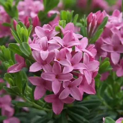 Волчеягодник КОЛЛИНА ГАРАЛЕНС в Рогачеве