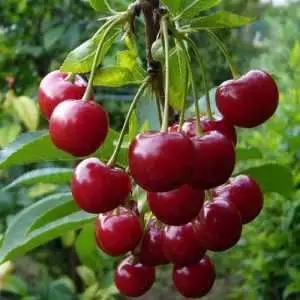 Дюк ФАКЕЛ в Рогачеве