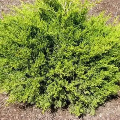 Можжевельник ИЗАБЕЛИН китайский в Рогачеве
