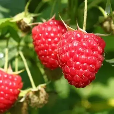 Малина БАЛЬЗАМ в Рогачеве