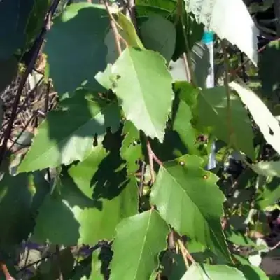 Береза САММЕР КАСКАД черная в Рогачеве