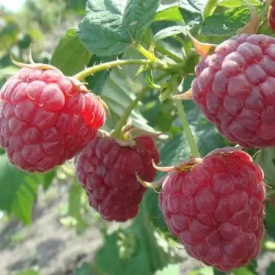 Малина БРУСИЛОВСКАЯ в Рогачеве