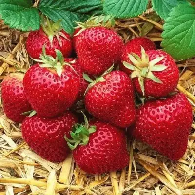 Клубника ХОНЕЙ в Рогачеве