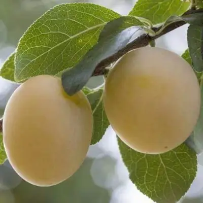 Слива УТРО в Рогачеве