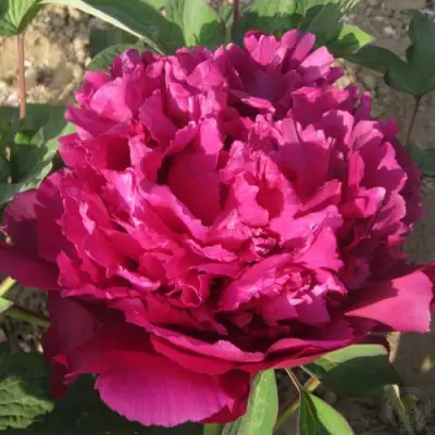 Пион ТАЙНАЯ СТРАСТЬ древовидный в Рогачеве