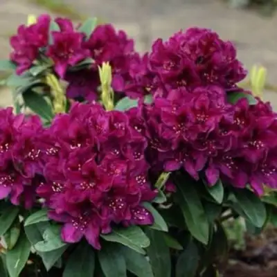 Рододендрон КАЛИ в Рогачеве