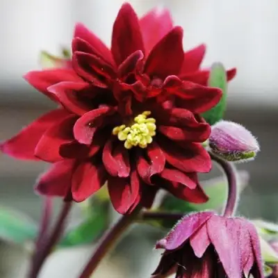 Аквилегия РУБИ ПОРТ обыкновенная в Рогачеве