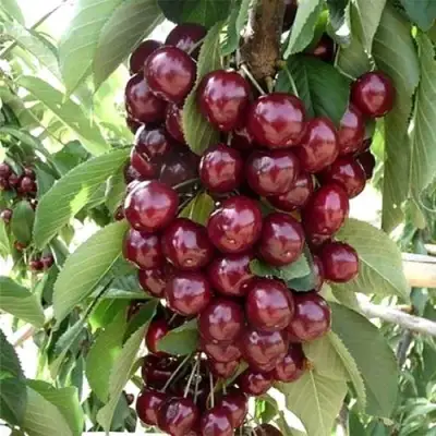 Черешня СИЛЬВИЯ колоновидная в Рогачеве