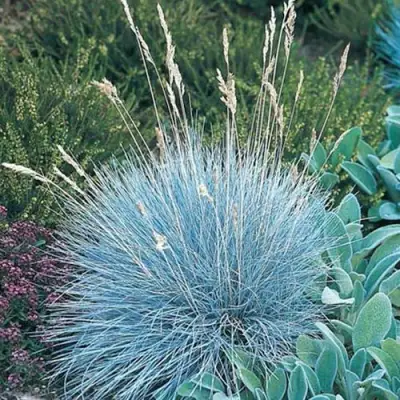 Овсяница АЙСФОГЕЛЬ сизая в Рогачеве