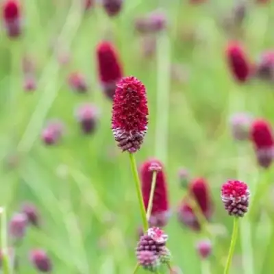 Кровохлебка БИТЛВИНГЗ в Рогачеве