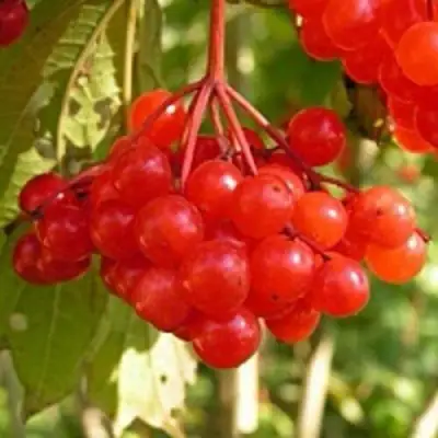 Калина ПАМЯТИ ВАЛЕНТИНЫ в Рогачеве