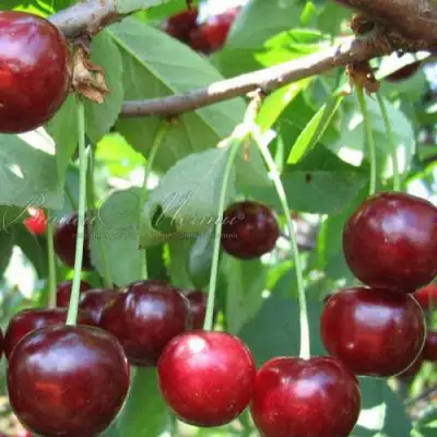 Дюк ИВАНОВНА в Рогачеве