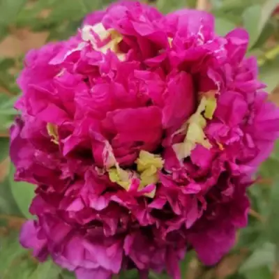 Пион ПОЛЕТ ЛАСТОЧКИ древовидный в Рогачеве