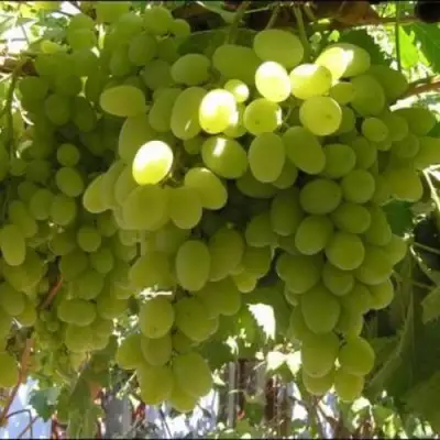 Виноград ИЛЬЯ  в Рогачеве