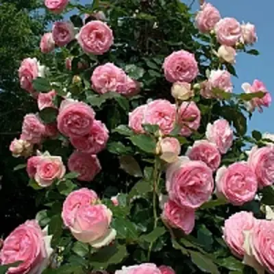 Роза ПЬЕР ДЕ РОНСАР плетистая в Рогачеве