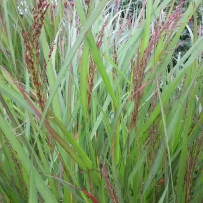 Просо ВЭРРИОР прутьевидное в Рогачеве