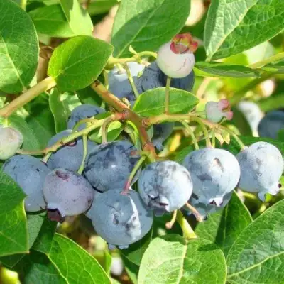 Голубика БЛЮДЖЕЙ в Рогачеве