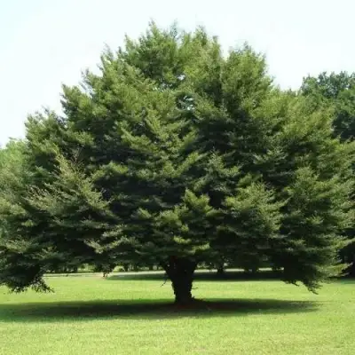 Бук обыкновенный в Рогачеве