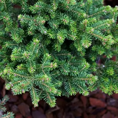 Ель ВИЛС ЦВЕРГ обыкновенная в Рогачеве