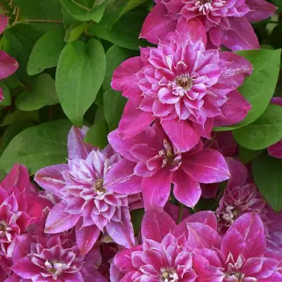 Клематис МАЙ ДАРЛИНГ  в Рогачеве