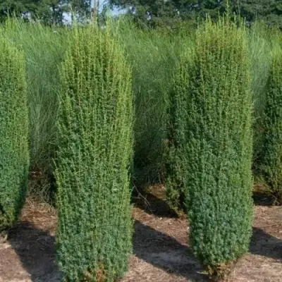 Можжевельник ХИБЕРНИКА обыкновенный  в Рогачеве