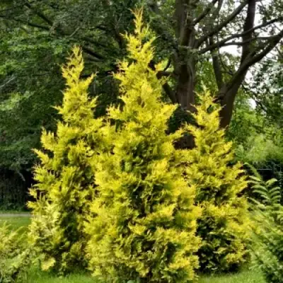 Туя ГОЛДЕН БРАБАНТ западная в Рогачеве